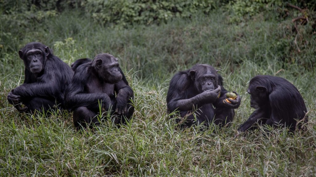 Difference between gorillas and chimpanzees 