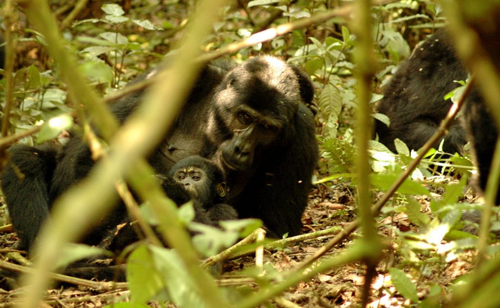  Nyakagezi Gorilla family 