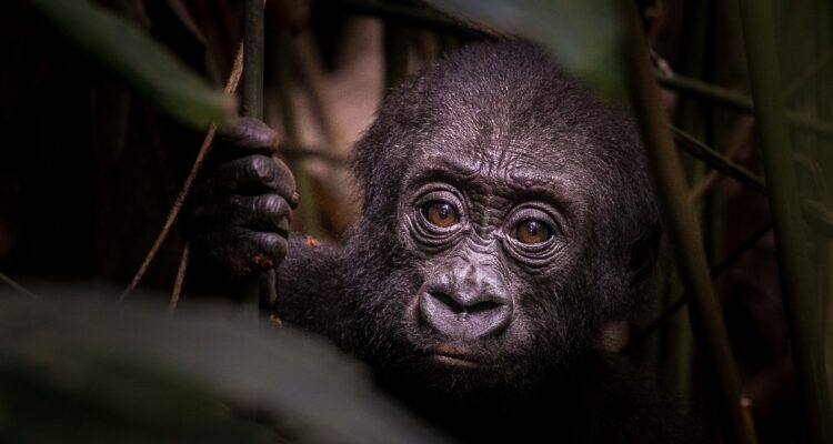 congo gorillas hd 