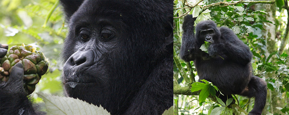 Mountain gorilla features, habits and diet