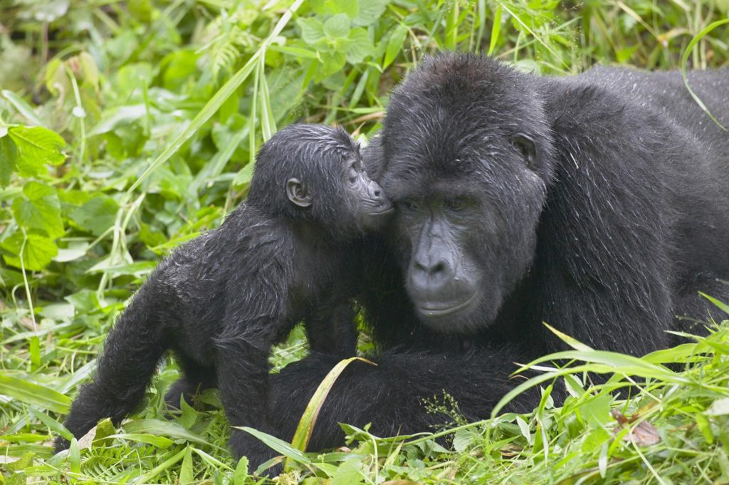 Mubare  Gorillas Family 