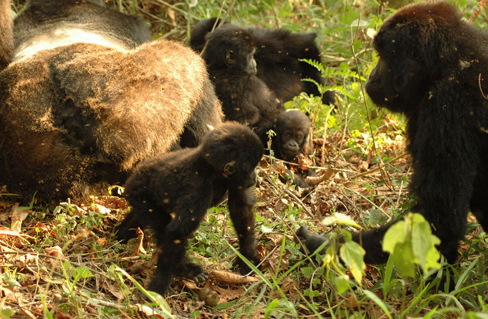 Nkuringo Gorillas family 