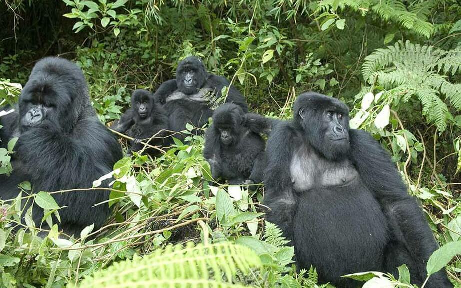 Nshongi gorilla family 