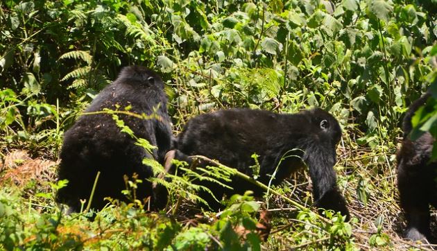  Nyakagezi Gorilla family 