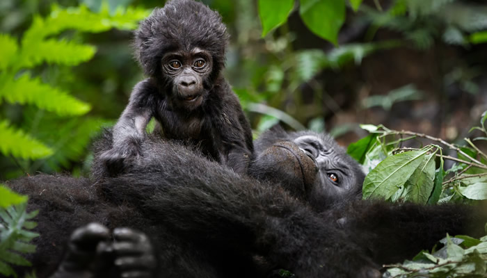 The Bitukura gorilla family