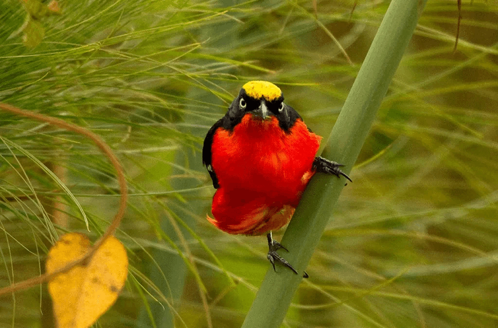 Birding in Rwanda volcanoes national park