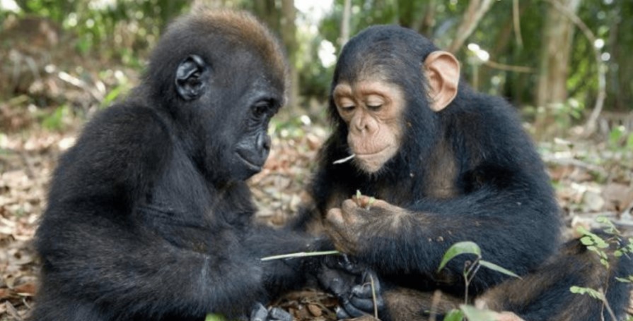 Difference between gorillas and chimpanzees 