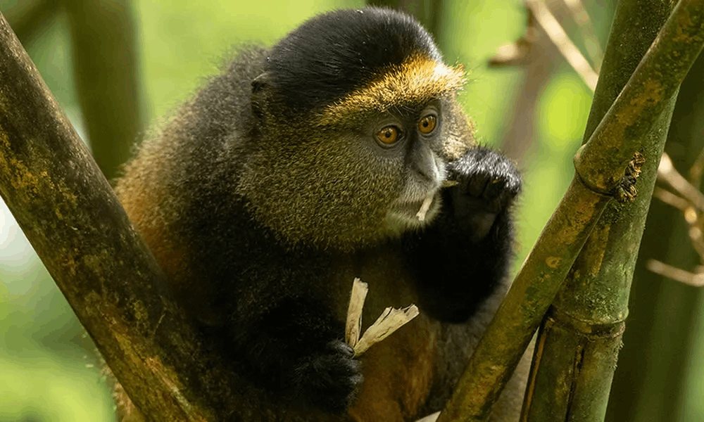 golden monkey trekking in volcanoes national park rwanda