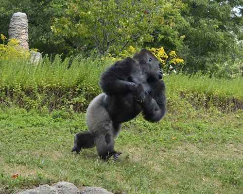 gorilla defense mechanism