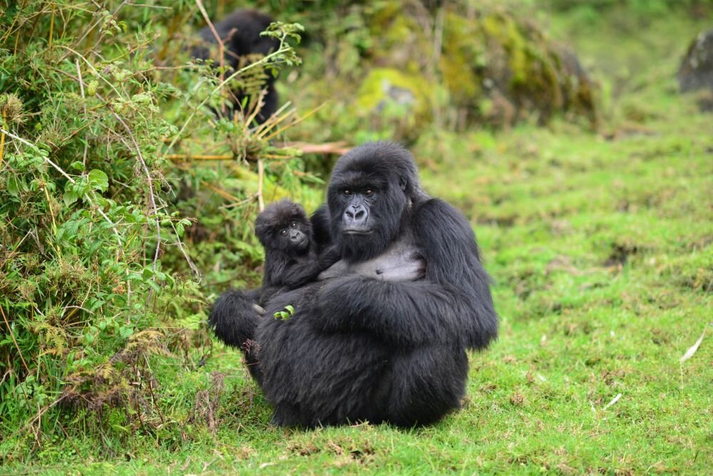 Mountain gorilla features, habits and diets 