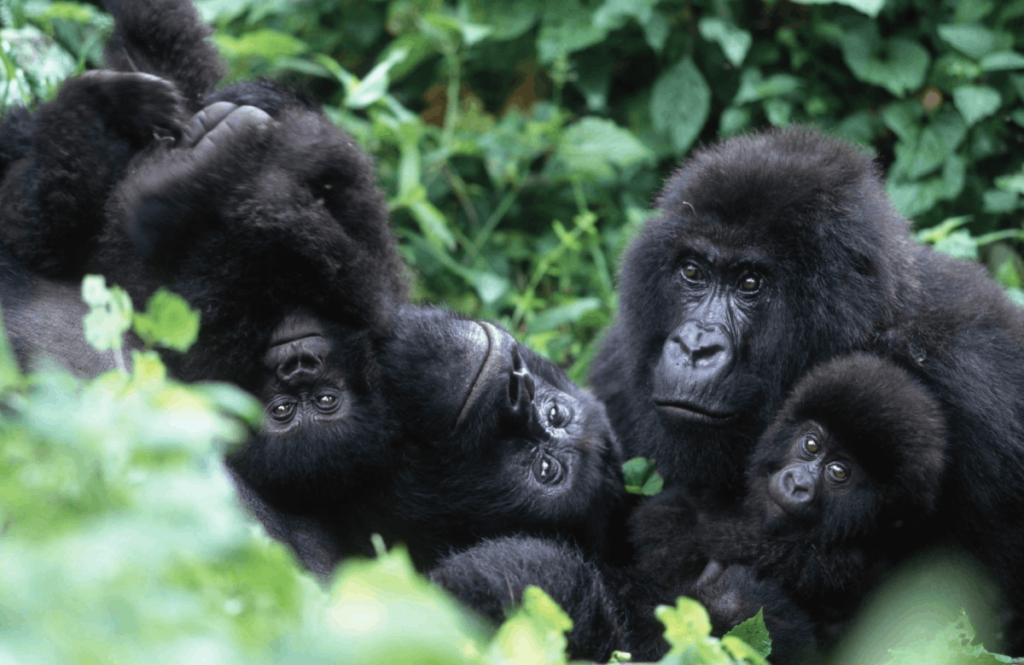 gorilla trekking in volcanoes national park