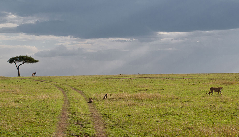 serengeti national pasrk plains
