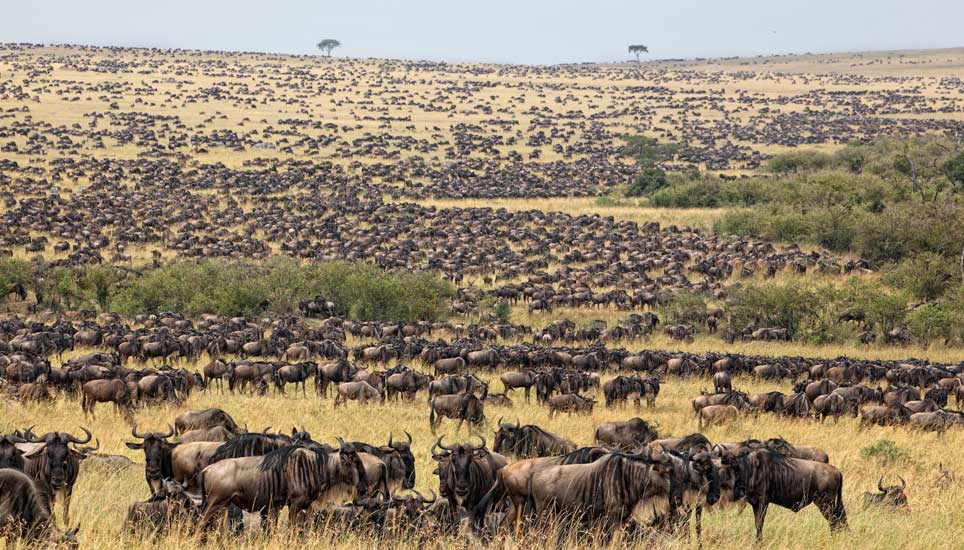 wildebeest migration in serengeti national park