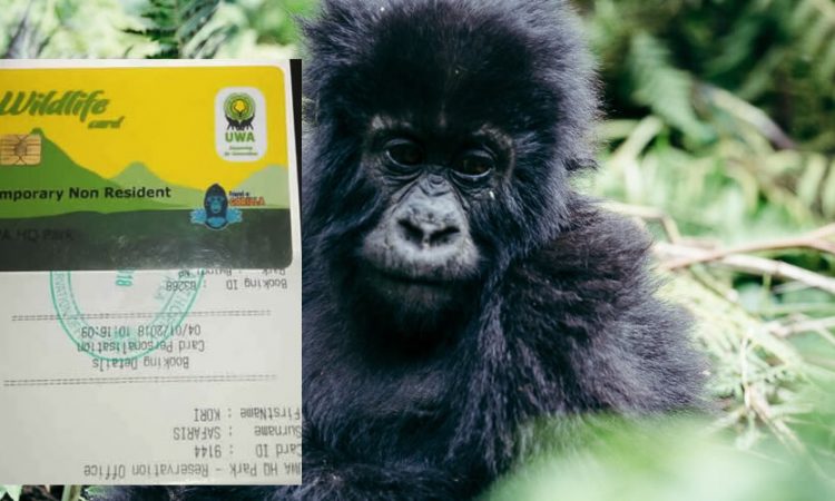 Gorilla permits Uganda, Rwanda and Congo