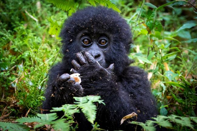 what mountain gorillas feed on