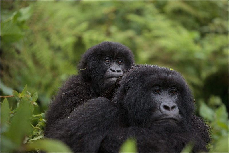 How to see gorillas in congo