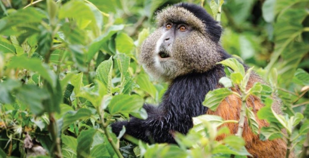 Golden mokey trekking in Mgahinga gorilla national park