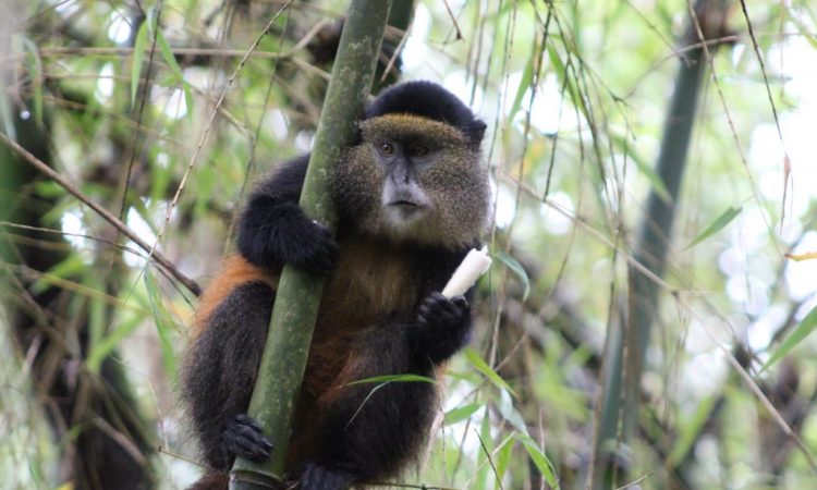 Golden mokey trekking in Mgahinga gorilla national park