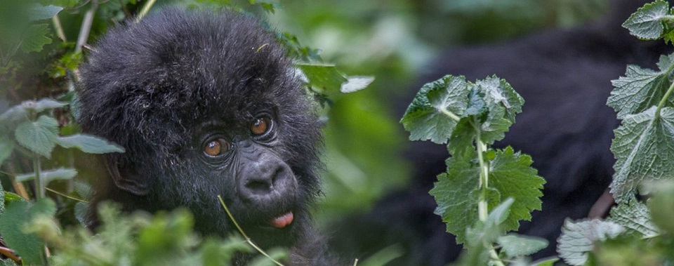 How gorillas adapt to their environment 