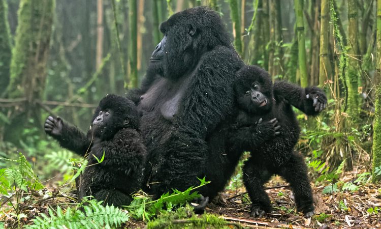 gorilla families 