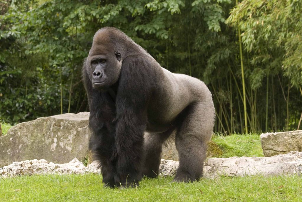 how strong and powerful are silver back gorillas
