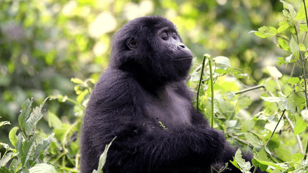 what is gorilla trekking 