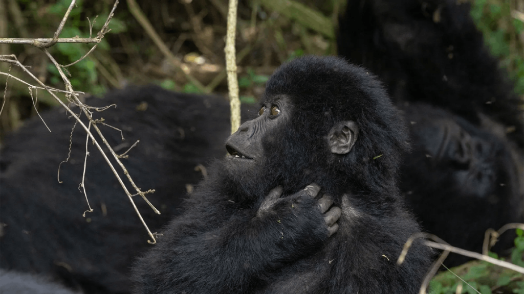 The Habinyanja gorilla group