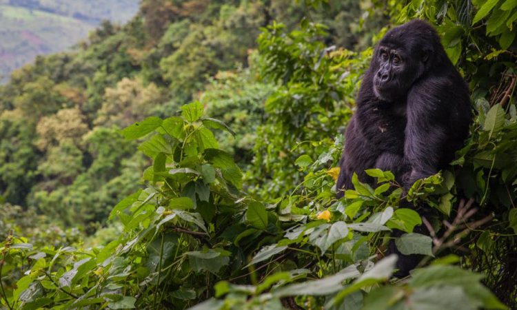 bwindi gorillas 