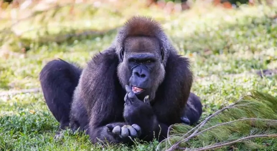 Gorilla species found in Africa
