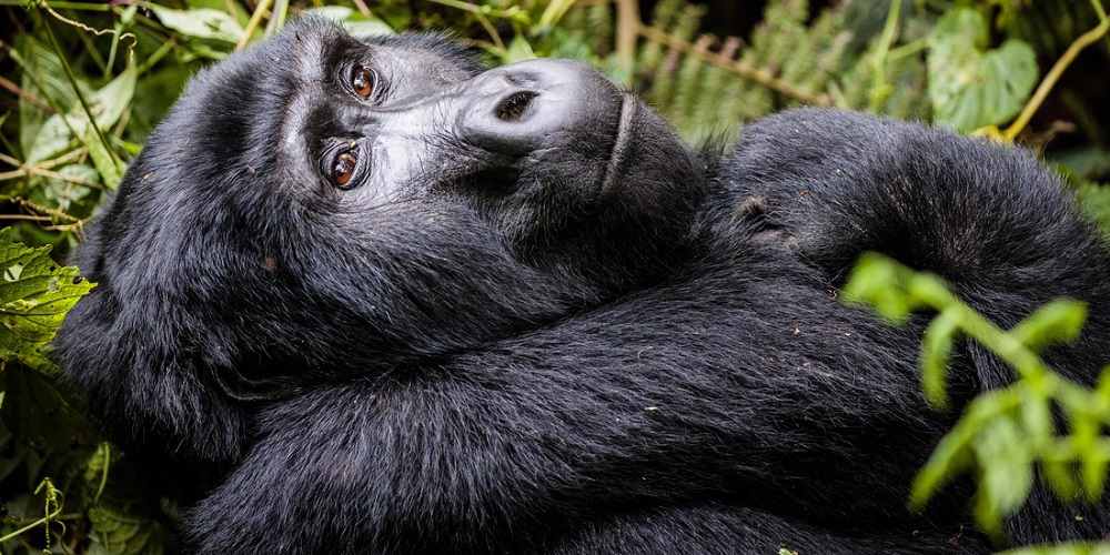 What is a discounted price for 2 day Rwanda gorilla safari?