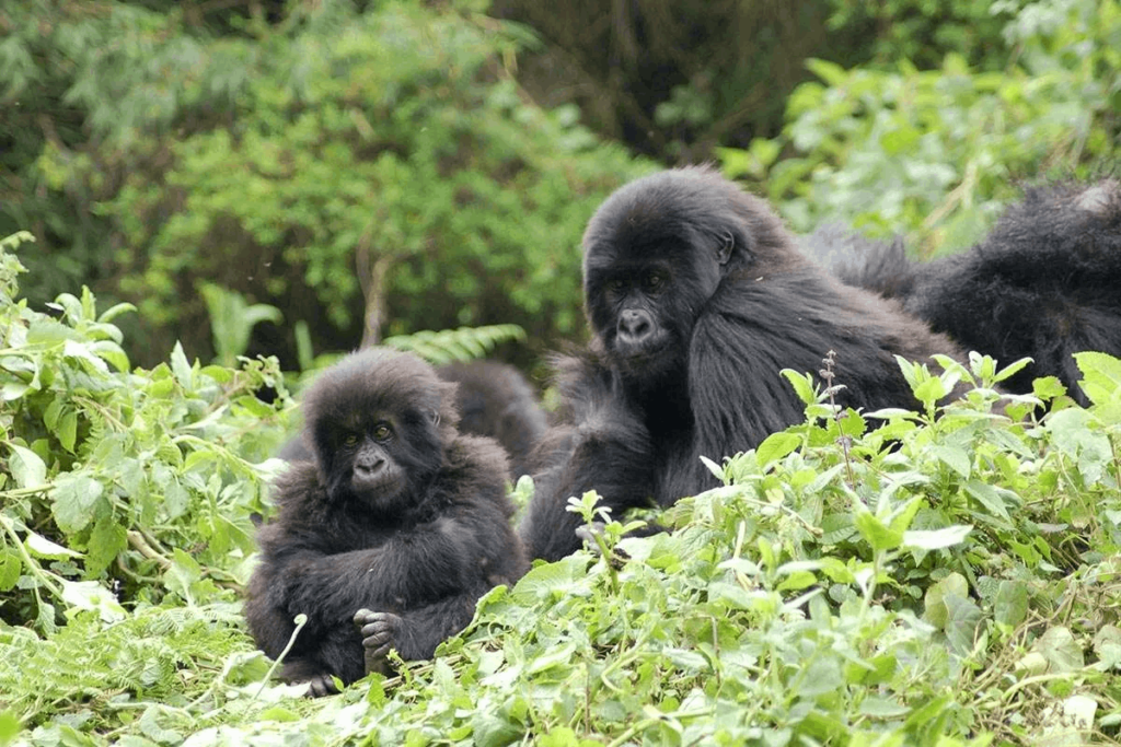 gorilla habituation experience in Uganda
