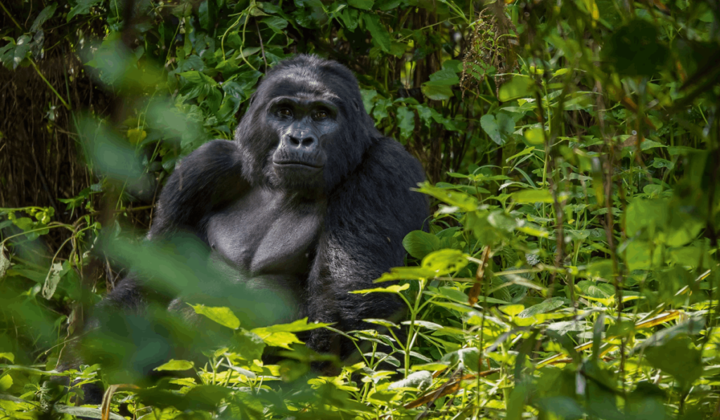 gorilla trekking 