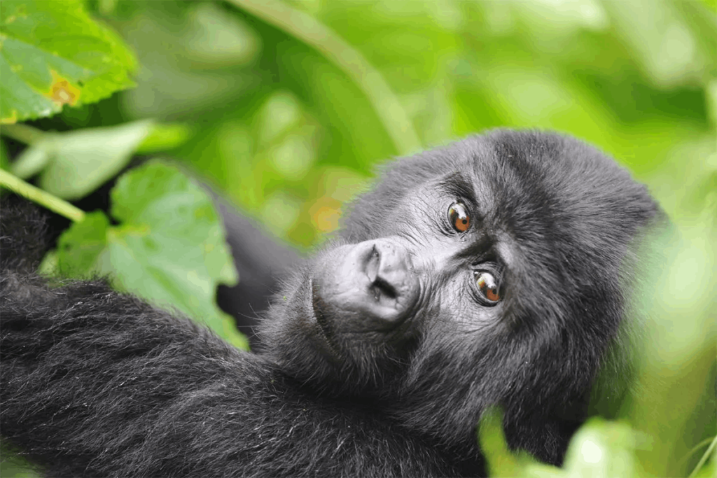 Can I tip while on a gorilla safari?