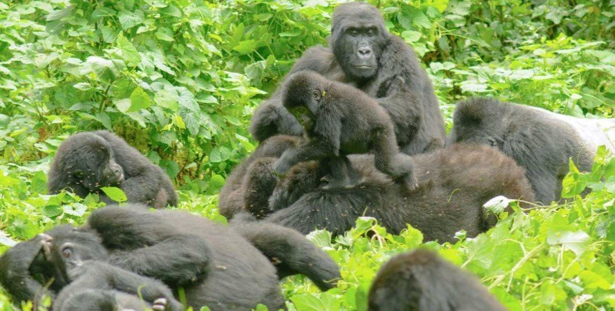 mubare gorilla family