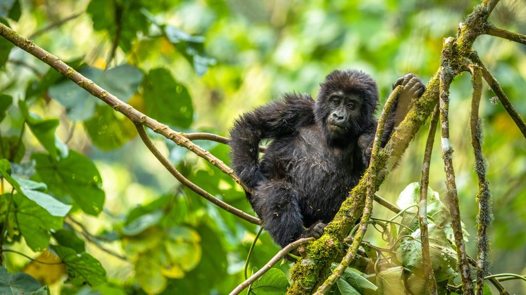 bwindi forest national park